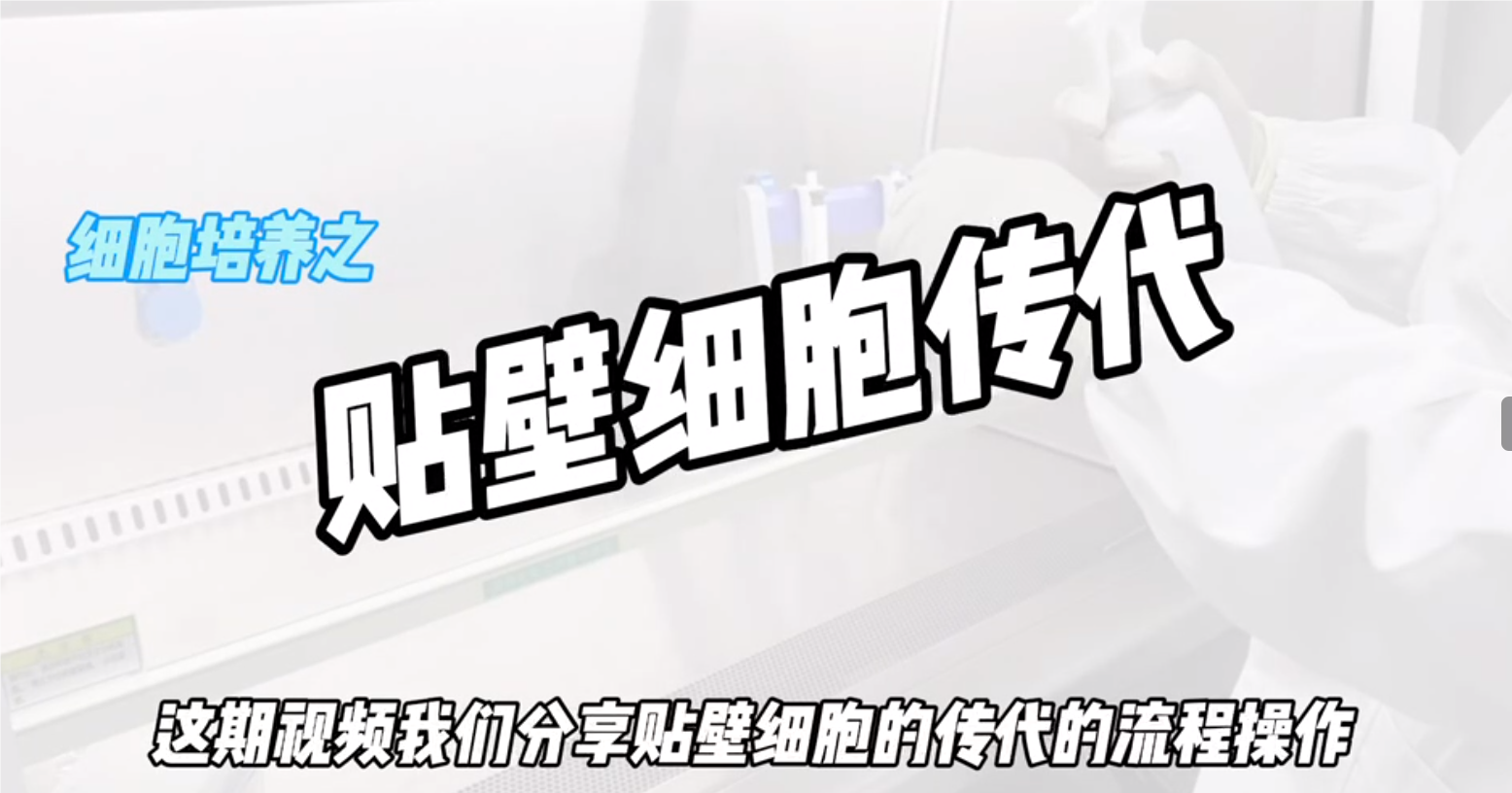 細胞培養——貼壁細胞傳代操作視頻